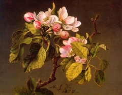 Apple Blossoms by Martin Johnson Heade