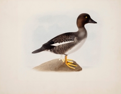 Common Goldeneye by Magnus von Wright