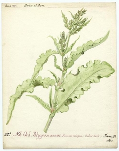 Curled dock (rumex crispus) - William Catto - ABDAG016267 by William Catto