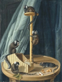 Exotic species of monkeys from the private zoo of Herzog Christian Ludwig von Mecklenburg-Schwerin by Dietrich Findorff