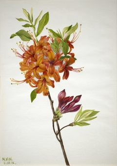 Flame Azalea (Rhododendron speciosum) by Mary Vaux Walcott