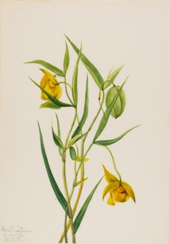 Golden Fairy Lantern (Calochortus amabilis) by Mary Vaux Walcott