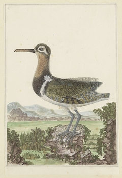 Goudsnip (Rostratula benghalensis) in een gedetailleerd landschap by Robert Jacob Gordon