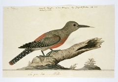 Grondspecht (Geocolaptes olivaceus), het mannetje op ware grootte by Robert Jacob Gordon