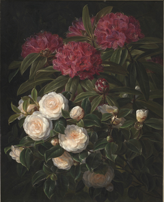 Kamelier og rhododendron by Johan Laurentz Jensen