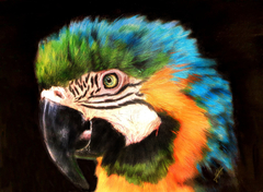 Molly Macaw by John Halvorsen