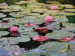 Ninfee / Water Lilies by Licio Passon