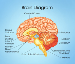 Professional Medical Illustration Services by Steve George