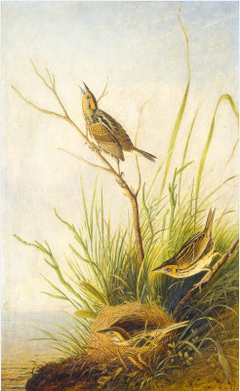 Sharp-Tailed Finch by Joseph Bartholomew Kidd