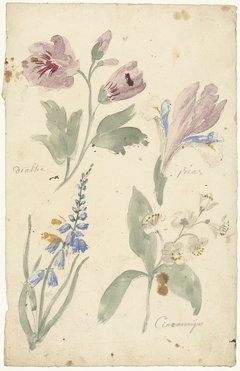 Studies van bloemen waaronder een iris by Elias van Nijmegen