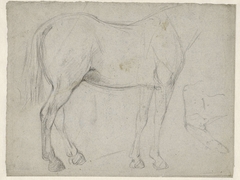 Studies van een paard by Jan Kuyper