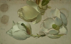 Study of Three Magnolia Blossoms by Martin Johnson Heade