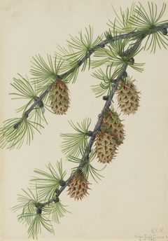 Western Larch (Larix occidentalis) by Mary Vaux Walcott