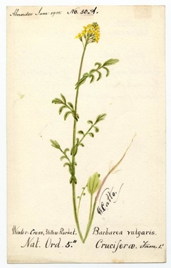 Yellow rocket or Winter cress (Barbarea vulgaris) - William Catto - ABDAG016233 by William Catto