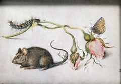 A mouse, two roses and butterfly by Jan Brueghel the Elder