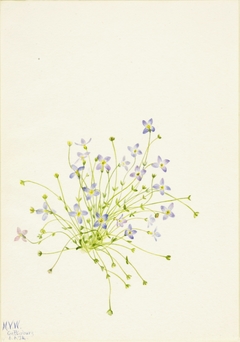 Bluets (Houstonia serpyllifolia) by Mary Vaux Walcott