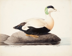 Common Eider, Male by Magnus von Wright