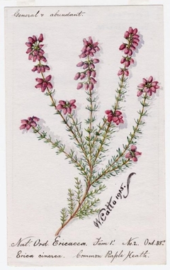 Common Purple Heath (Erica cinerea) - William Catto - ABDAG016002 by William Catto