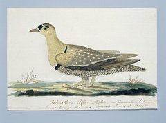 Dubbelbandige patrijs (Pterocles bicinctus); het haantje by Robert Jacob Gordon