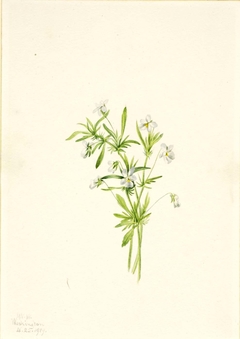 Field Violet (Viola rafinesquii) by Mary Vaux Walcott