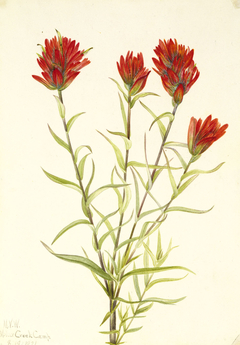 Giant Red Paintbrush (Castilleja miniata) by Mary Vaux Walcott