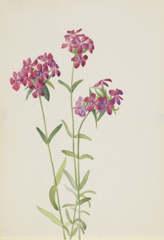 Hairy Phlox (Phlox amoena) by Mary Vaux Walcott