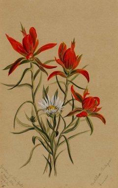 Indian Paintbrush (Castilleja rhexifolia) by Mary Vaux Walcott