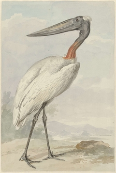 Jabiroe ooievaar (Jabiroe Mycteria) by Aert Schouman