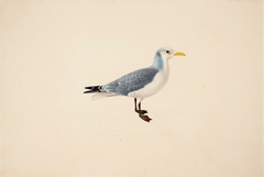 Kittiwake by Magnus von Wright