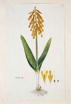 Lachenalia aloides, heideplant; met detailstudies van de bloeiwijze by Robert Jacob Gordon