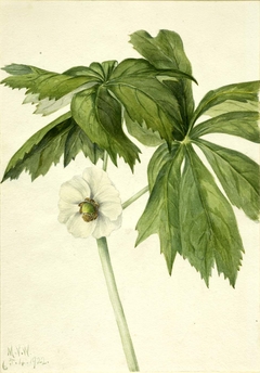 Mayapple (Podphyllum paltatum) by Mary Vaux Walcott