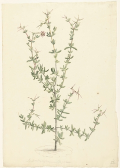 Mesembryanthemum spinosum by Laurens Vincentsz. van der Vinne