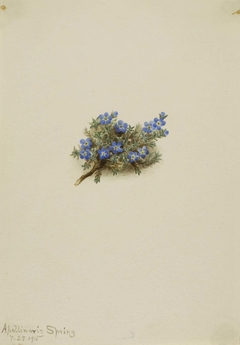 Moss Forget-me-not (Eritichum elongatum) by Mary Vaux Walcott