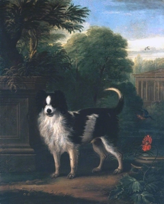 Muff, a Black and White Dog by John Wootton