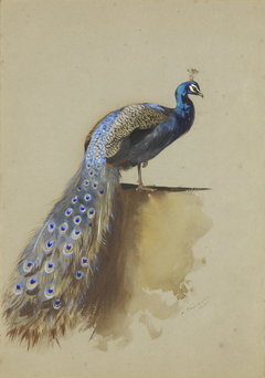 Peacock by Archibald Thorburn