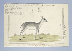 Rietreebok, of rode rietbok (Redunca arundinum): de ooi by Robert Jacob Gordon
