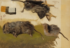 Rodents by Ferdinand von Wright