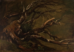 Study of decaying Tree by Thomas Fearnley