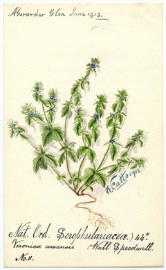 Wall Speedwell (Veronica arvensis) - William Catto - ABDAG016093 by William Catto