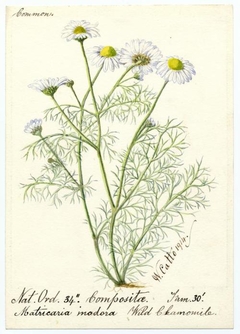 Wild Chamomile (Matricaria maritima) - William Catto - ABDAG016173 by William Catto