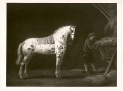 a white horse in a stable by Aelbert Cuyp