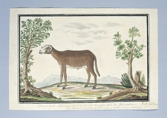 Afrikaans schaap: de ram by Robert Jacob Gordon