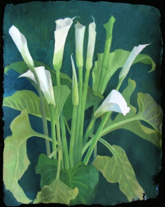 arum lillies by Thelma Chambers