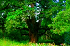 Birnam Oak by John Halvorsen