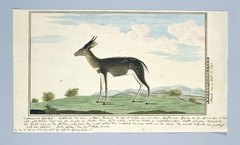 Bosbok (Tragelaphus scriptus) by Robert Jacob Gordon