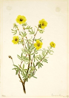 Bush Cinquefoil (Potentilla fruticosa) by Mary Vaux Walcott