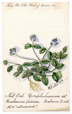 Buxbaums Speedwell (Buxbaumii Veronica) - William Catto - ABDAG016087 by William Catto