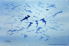 CENT TROIS REQUINS MARTEAUX- 103 hammerheads - by Pascal by Pascal Lecocq