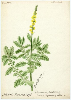 Common Agrimony (Agrimonia Eupatoria) - William Catto - ABDAG016059 by William Catto