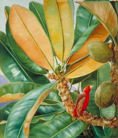 Foliage, Flowers and Fruit of the Capucin Tree of the Seychelles by Marianne North